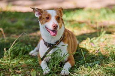 Jack Russell teriyer köpeği sıcak güneş ışığı altında yeşil çimlerde uzanıyor, açık havada parkta yürüyor. Yeşil çimenlerin üzerinde komik yetişkin Jack Teriyer yakın portre, parkta sevimli küçük bir evcil hayvan
