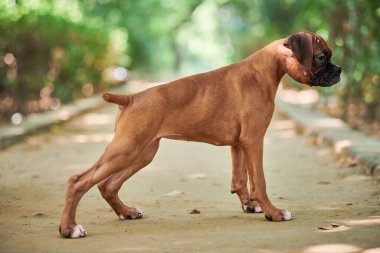 Boksör köpek yavrusu tam boy boy boy portresi açık hava parkında yürüyüş, yeşil çimen arka planı, kısa saçlı köpek cinsinin komik şirin boksör köpek yüzü. Boksör portresi, buruşuk köpek yavrusu beyaz önlük rengi