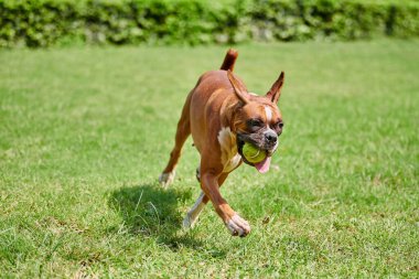 Boksör köpeği yeşil çimlerde koşar. Açık hava parkında yetişkin bir evcil hayvanla yürür. Komik, kısa saçlı boksör köpek cinsi. Boksör yetişkin köpek. Tam boy. Yüzü buruşuk, kahverengi beyaz önlük rengi.