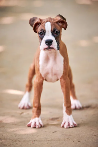 Боксерський Собака Цуценя Повна Висота Портрет Відкритому Парку Ходьби Пішохідний — стокове фото