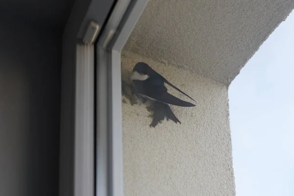 窓の後ろの一般的な家マーティン鳥は泥ペレットから巣を構築し始め かわいい小さな鳥は家の壁に保持します 家の窓の後ろにマーティン鳥家 巣を構築する準備 — ストック写真