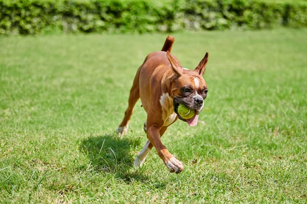 Boksör köpeği yeşil çimlerde koşar. Açık hava parkında yetişkin bir evcil hayvanla yürür. Komik, kısa saçlı boksör köpek cinsi. Boksör yetişkin köpek. Tam boy. Yüzü buruşuk, kahverengi beyaz önlük rengi.