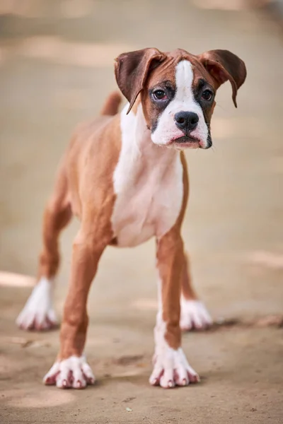 Boxer Perro Cachorro Retrato Altura Completa Parque Aire Libre Pie — Foto de Stock
