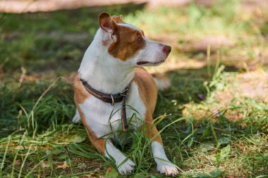 Jack Russell teriyer köpeği sıcak güneş ışığı altında yeşil çimlerde uzanıyor, açık havada parkta yürüyor. Yeşil çimenlerin üzerinde komik yetişkin Jack Teriyer yakın portre, parkta sevimli küçük bir evcil hayvan