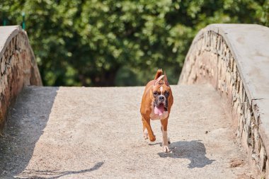 Boksör köpeği, açık hava parkı köprüsünde sahibine koşuyor. Şehir parkında yetişkin bir evcil hayvanla yürüyor. Komik, kısa saçlı boksör köpek cinsi. Buruşuk suratlı boksör yetişkin köpek portresi.