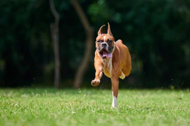 Boksör köpek koşuyor ve yeşil çimlerde zıplıyor yaz parkında yetişkin evcil hayvanıyla yürüyor komik, kısa saçlı boksör köpek cins. Boxer yetişkin köpek tam boy portre, kahverengi beyaz önlük rengi