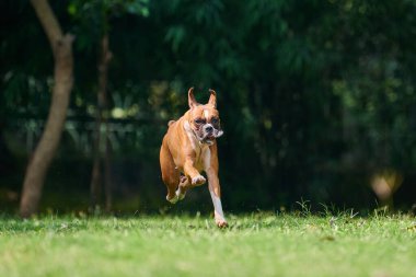 Boksör köpek koşuyor ve yeşil çimlerde zıplıyor yaz parkında yetişkin evcil hayvanıyla yürüyor komik, kısa saçlı boksör köpek cins. Boxer yetişkin köpek tam boy portre, kahverengi beyaz önlük rengi