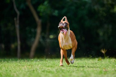 Yeşil çimenlerin üzerinde zıplayan boksör köpeği. Açık hava parkında yetişkin bir evcil hayvanla yürürken. Komik, kısa saçlı boksör köpek cinsi. Boksör yetişkin köpek portresi