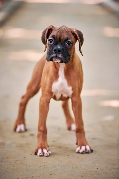 Boxer dog puppy full height portrait at outdoor park walking, footpath background, funny cute boxer dog face of short haired dog breed. Boxer puppy portrait, wrinkled pup brown white coat color