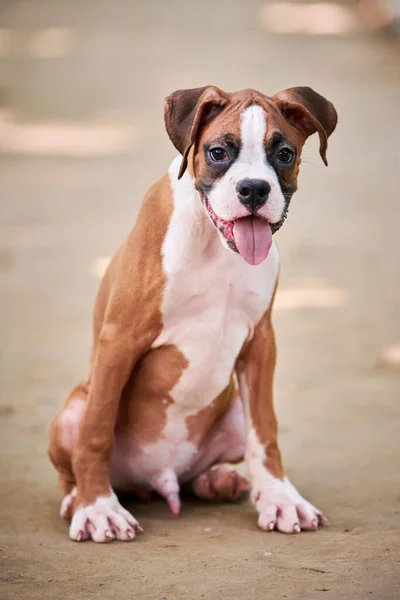 Boxer Perro Cachorro Retrato Altura Completa Parque Aire Libre Pie —  Fotos de Stock