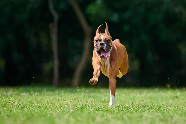 stock image Boxer dog running and jumping on green grass summer lawn outdoor park walking with adult pet, funny cute short haired boxer dog breed. Boxer adult dog full height portrait, brown white coat color