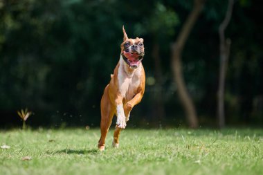Boksör köpek koşuyor ve yeşil çimlerde zıplıyor yaz parkında yetişkin evcil hayvanıyla yürüyor komik, kısa saçlı boksör köpek cins. Boxer yetişkin köpek tam boy portre, kahverengi beyaz önlük rengi