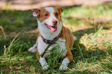 Jack Russell teriyer köpeği sıcak güneş ışığı altında yeşil çimlerde uzanıyor, açık havada parkta yürüyor. Yeşil çimenlerin üzerinde komik yetişkin Jack Teriyer yakın portre, parkta sevimli küçük bir evcil hayvan
