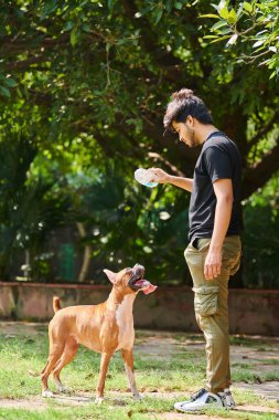 Genç Hintli adam boksör köpeğiyle oynuyor halka açık parkta yeşil yaz çimlerinde, açık alanda güneşli çayırlarda köpek eğitimi alıyor. Hintli evcil hayvan sahibi, boksör köpeği eğitiyor, evcil hayvan eğitimi alıyor.