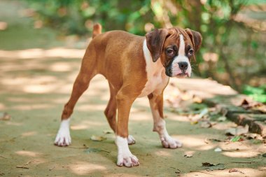 Boksör köpek yavrusu tam boy portresi açık hava parkında yürüyüş, yeşil çimen arka planı, kısa saçlı köpek cinsinin komik şirin boksör köpek suratı. Boxer yavru köpek portresi, buruşuk kahverengi beyaz önlük rengi