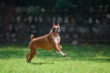 Boksör köpek koşuyor ve yeşil çimlerde zıplıyor yaz parkında yetişkin evcil hayvanıyla yürüyor komik, kısa saçlı boksör köpek cins. Boxer yetişkin köpek tam boy portre, kahverengi beyaz önlük rengi