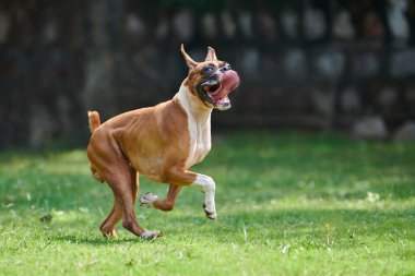 Boksör köpek koşuyor ve yeşil çimlerde zıplıyor yaz parkında yetişkin evcil hayvanıyla yürüyor komik, kısa saçlı boksör köpek cins. Boxer yetişkin köpek tam boy portre, kahverengi beyaz önlük rengi