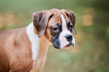 Boksör köpek yavrusu suratı açık hava parkında yürüyor, yeşil çimen geçmişi var kısa saçlı köpek cinsinin komik, şirin boksör köpek suratı. Boxer yavru köpek portresi, buruşuk kahverengi beyaz önlük rengi
