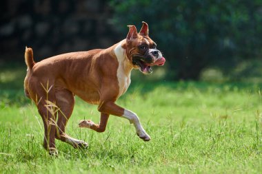 Boksör köpeği yeşil çimlerde koşar. Açık hava parkında yetişkin bir evcil hayvanla yürür. Komik, kısa saçlı boksör köpek cinsi. Boksör yetişkin köpek. Tam boy. Yüzü buruşuk, kahverengi beyaz önlük rengi.