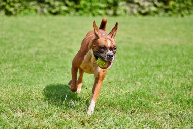Boksör köpeği yeşil çimlerde koşar. Açık hava parkında yetişkin bir evcil hayvanla yürür. Komik, kısa saçlı boksör köpek cinsi. Boksör yetişkin köpek. Tam boy. Yüzü buruşuk, kahverengi beyaz önlük rengi.