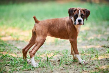 Boksör köpek yavrusu tam boy boy boy portresi açık hava parkında yürüyüş, yeşil çimen arka planı, kısa saçlı köpek cinsinin komik şirin boksör köpek yüzü. Boksör portresi, buruşuk köpek yavrusu beyaz önlük rengi