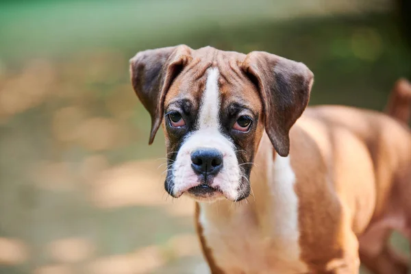 Boxer dog puppy face close up at outdoor park walking, green grass background, funny cute boxer dog face of short haired dog breed. Boxer puppy portrait, wrinkled pup brown white coat color