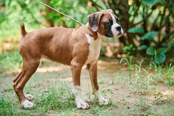 Boxer dog puppy full height side view portrait at outdoor park walking, green grass background, funny cute boxer dog face of short haired dog breed. Boxer portrait, wrinkled pup brown white coat color