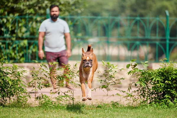 Perro Boxeador Saltando Sobre Arbusto Verde Parque Público Aire Libre — Foto de Stock