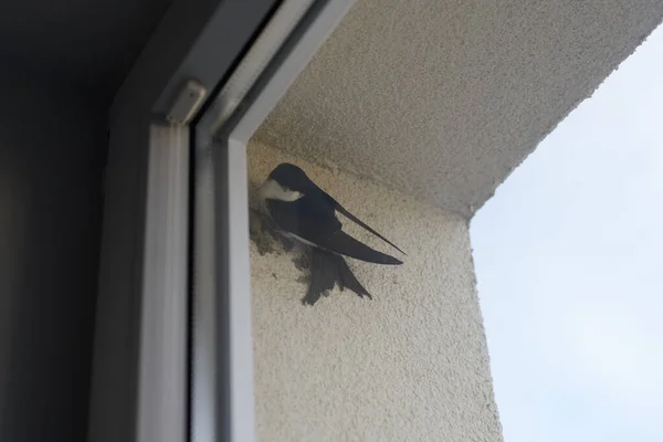 窓の後ろの一般的な家マーティン鳥は泥ペレットから巣を構築し始め かわいい小さな鳥は家の壁に保持します 家の窓の後ろにマーティン鳥家 巣を構築する準備 — ストック写真