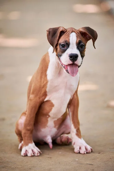 Boxer Cão Filhote Cachorro Altura Total Retrato Parque Livre Andando — Fotografia de Stock