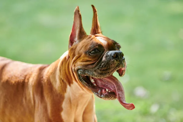 成年拳击手犬在绿色的夏季草坪背景上皱起脸庞 滑稽快乐的拳击手犬伸出舌头 在公园里与拳击手宠物狗一起散步 可爱的小狗肖像画 — 图库照片
