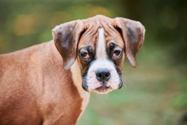 Boksör köpek yavrusu suratı açık hava parkında yürüyor, yeşil çimen geçmişi var kısa saçlı köpek cinsinin komik, şirin boksör köpek suratı. Boxer yavru köpek portresi, buruşuk kahverengi beyaz önlük rengi