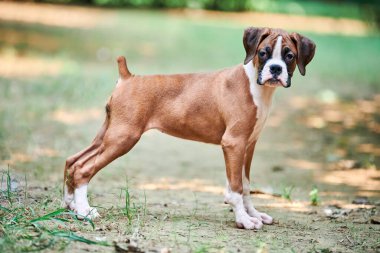 Boksör köpek yavrusu tam boy boy boy portresi açık hava parkında yürüyüş, yeşil çimen arka planı, kısa saçlı köpek cinsinin komik şirin boksör köpek yüzü. Boksör portresi, buruşuk köpek yavrusu beyaz önlük rengi