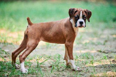 Boksör köpek yavrusu tam boy boy boy portresi açık hava parkında yürüyüş, yeşil çimen arka planı, kısa saçlı köpek cinsinin komik şirin boksör köpek yüzü. Boksör portresi, buruşuk köpek yavrusu beyaz önlük rengi