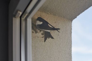 Pencere arkasındaki ortak ev Martin Bird çamur topaklarından yuva yapmaya başlar. Küçük şirin kuş ev duvarına tutunur. Martin Bird Hanesi, pencerenin arkasına yuva yapmaya hazırlanın.