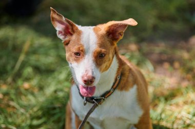 Jack Russell teriyer köpeği sıcak güneş ışığı altında yeşil çimlerde uzanıyor, açık havada parkta yürüyor. Yeşil çimenlerin üzerinde komik yetişkin Jack Teriyer yakın portre, parkta sevimli küçük bir evcil hayvan