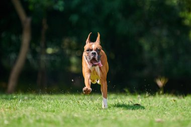Boksör köpek koşuyor ve yeşil çimlerde zıplıyor yaz parkında yetişkin evcil hayvanıyla yürüyor komik, kısa saçlı boksör köpek cins. Boxer yetişkin köpek tam boy portre, kahverengi beyaz önlük rengi