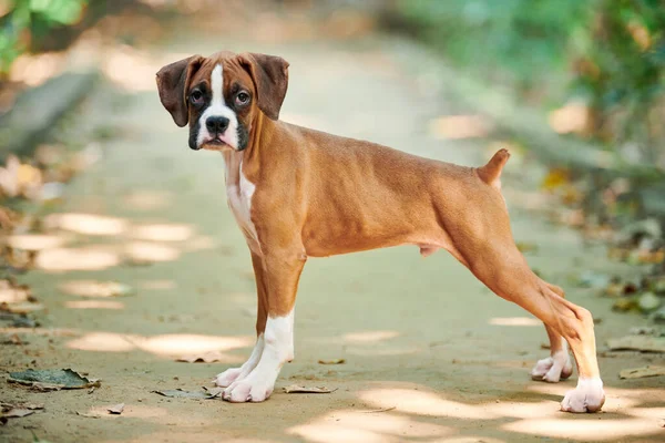 Boxer Hond Puppy Volledige Hoogte Zijaanzicht Portret Outdoor Park Wandelen — Stockfoto