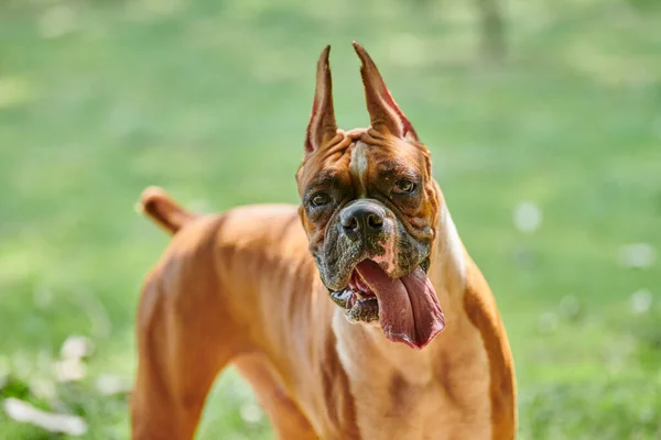 Adult boxer dog wrinkled close up face portrait on green summer lawn background, funny happy boxer dog with tongue hanging out. Walking with boxer dog pet in public park, cute doggy portrait