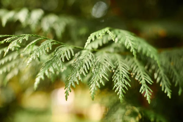 Western red cedar tree branch foliage close up with green bokeh forest background, beautiful evergreen coniferous tree in public park. Western redcedar branch copy space background pacific giant cedar