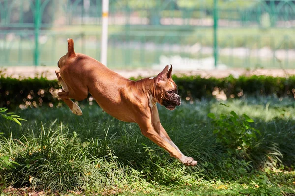 Boxer Cane Che Salta Sopra Cespuglio Verde Nel Parco Pubblico — Foto Stock