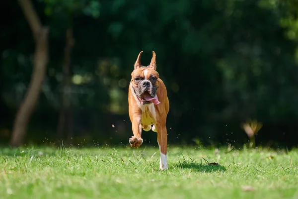 Boxer Cane Esecuzione Saltando Erba Verde Prato Estivo Parco All — Foto Stock