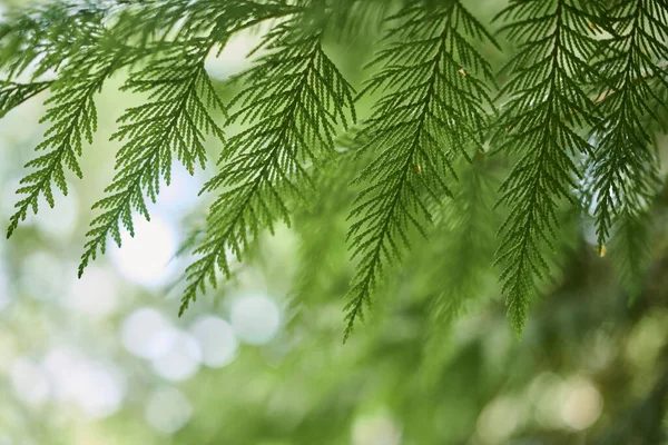 Western red cedar tree branch foliage close up with green bokeh forest background, beautiful evergreen coniferous tree in public park. Western redcedar branch copy space background pacific giant cedar