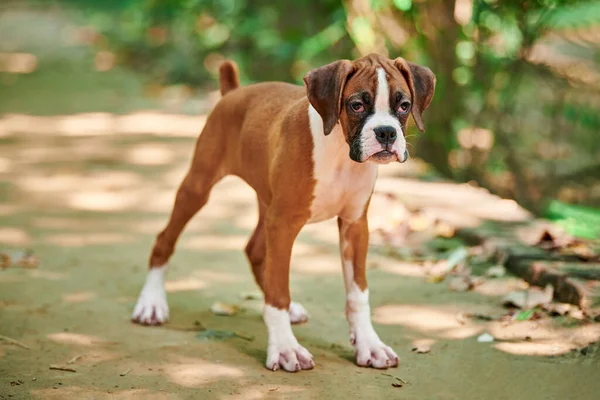 Boxer dog puppy full height portrait at outdoor park walking, green grass background, funny cute boxer dog face of short haired dog breed. Boxer puppy portrait, wrinkled pup brown white coat color