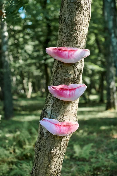 Kunstobjekt Menschlicher Lippen Auf Baumstamm Grünen Waldhintergrund Bäume Schmecken Gefühl — Stockfoto