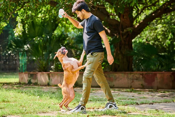 stock image Young indian man playing with boxer dog on green summer lawn in public park, outdoor jumping dog catch training on sunny meadow. Indian man pet owner teaching boxer dog to catch item, pet learning