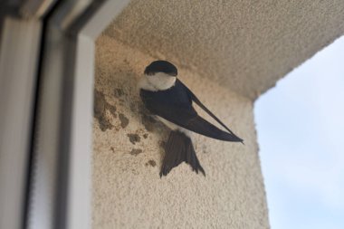 Pencere arkasındaki ortak ev Martin Bird çamur topaklarından yuva yapmaya başlar. Küçük şirin kuş ev duvarına tutunur. Martin Bird Hanesi, pencerenin arkasına yuva yapmaya hazırlanın.