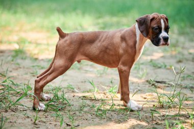Boksör köpek yavrusu tam boy boy boy portresi açık hava parkında yürüyüş, yeşil çimen arka planı, kısa saçlı köpek cinsinin komik şirin boksör köpek yüzü. Boksör portresi, buruşuk köpek yavrusu beyaz önlük rengi
