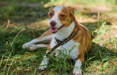 Jack Russell teriyer köpeği sıcak güneş ışığı altında yeşil çimlerde uzanıyor, açık havada parkta yürüyor. Yeşil çimenlerin üzerinde komik yetişkin Jack Teriyer yakın portre, parkta sevimli küçük bir evcil hayvan