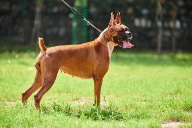 Yetişkin boksör köpeği tasmalı yeşil çimlerde yürüyor yaz çimlerinde, komik mutlu boksör köpeği dilinden sarkan ve buruşuk yüzü tam boy portresi olan. Halk parkında boksör köpeği evcil hayvanıyla yürüyorum.